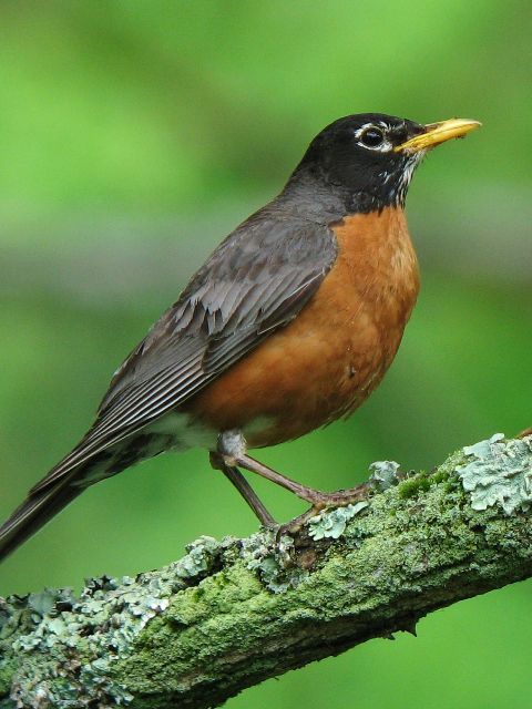 American Robin